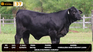  LOTE 37