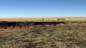  50 Terneras en Chillar