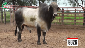  Toros Brahman