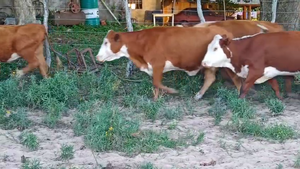  54 Vacas de invernar