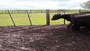  30 Vacas CUT preñadas