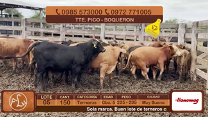  Lote 5
