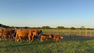  62 Vientres con Crías y Preñados en Corrientes, Curuzu Cuatia