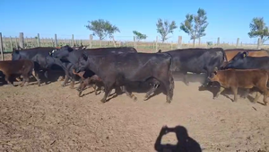  40 Vacas CUT c/cría