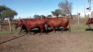  58 Vacas nuevas C/ gtia de preñez