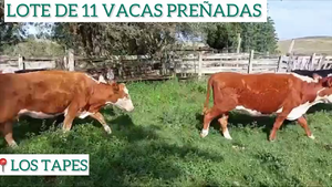  11 Vacas Preñadas