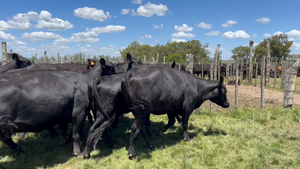  9 Vacas preñadas