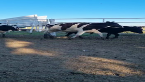  30 Terneros en Santa Fe, Sunchales