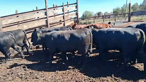  20 Vaquilla Gorda en Los Ángeles, VIII Región Biobío