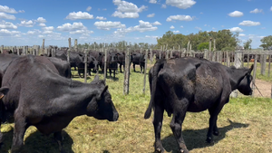  21 Vacas preñadas