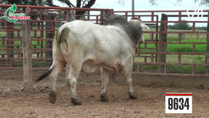  Toros Brahman