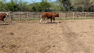  21 Novillo Gordo en Paine, Región Metropolitana