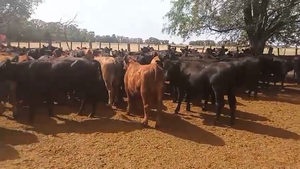  85 Novillitos en Carhue