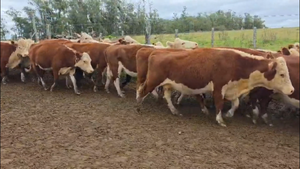 65 VACAS PREÑADAS