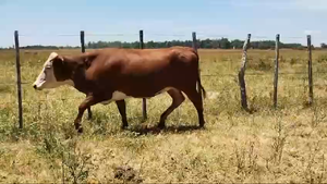  46 Vaquillonas C/ gtia de preñez en Corrientes, Santa Rosa