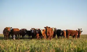 Campo agrícola/ganadero, 500 Has