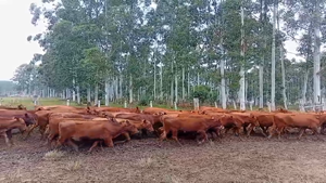 60 Vaquillonas sin servicio en Cerro Largo, Rio Branco