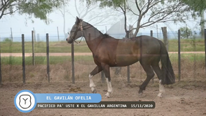  El Gavilán Ofelia