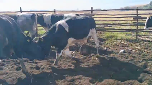  45 Novillo Gordo en Cabrero, VIII Región Biobío