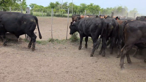  42 Novillitos en Entre Ríos, Gualeguay