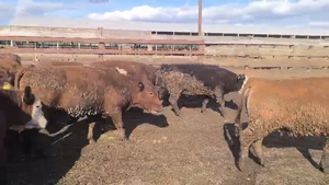  40 Vaquilla Gorda en Los Ángeles, VIII Región Biobío