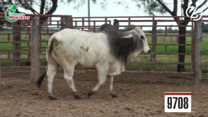  Toros Brahman