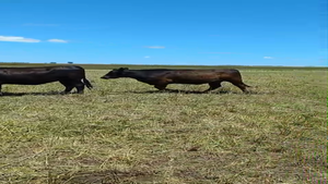  15 Vaquillonas C/ servicio en Buenos Aires, Gral. Lamadrid