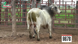  Toros Brahman