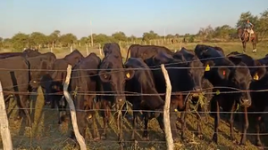  33 Vacas de invernar en San José de Feliciano, Entre Ríos
