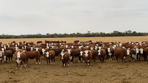  650 Vacas nuevas C/ gtia de preñez en Salta, Anta