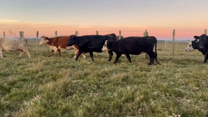 30 Vacas preñadas