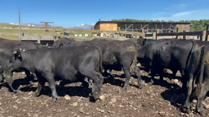  32 Novillo Engorda en Coyhaique, XI Región Aysén