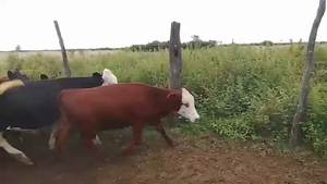  20 Terneras Braford en Humberto 1º, Santa Fe