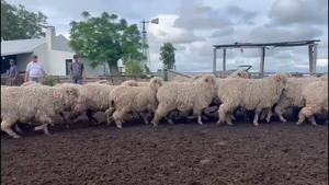  BORREGAS Y OVEJAS 
