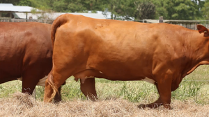  5 Vaquillonas preñadas