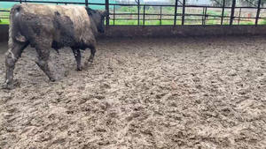  25 Ternero en San Bernardo, Región Metropolitana