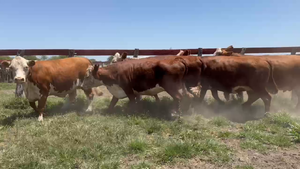 12 Vacas faena en Corrientes, Curuzú-Cuatiá