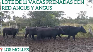  11 Vacas preñadas con red angus y angus