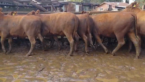  32 Vaquilla Engorda en Perquenco, IX Región Araucanía