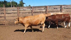 20 Vaquilla Gorda en Los Ángeles, VIII Región Biobío