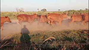  120 Vaquillonas preñadas