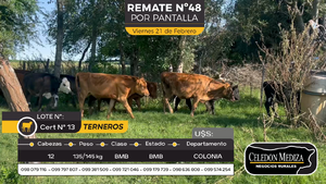  12 Terneros en Otra Localidad, Colonia