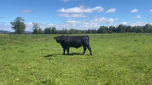  1 Toro