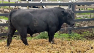  1 Toro