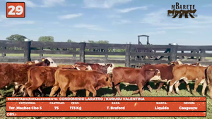  LOTE 29
