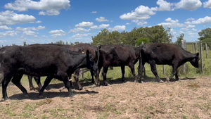  16 Vacas preñadas