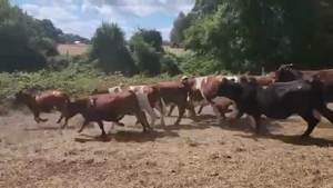  45 Novillo Engorda en Mariquina, XIV Región Los Ríos