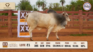 Lote 21 — Sola Marca SA