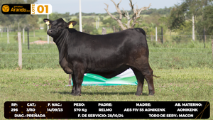  LOTE 1