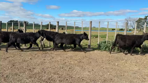  TERNERAS